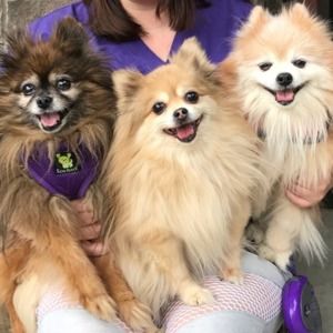 Meet your Posher, Ellen